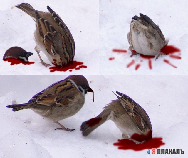 Птичка убила себя об снег