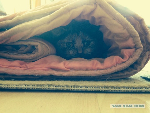 Котовторник 26.07 2016