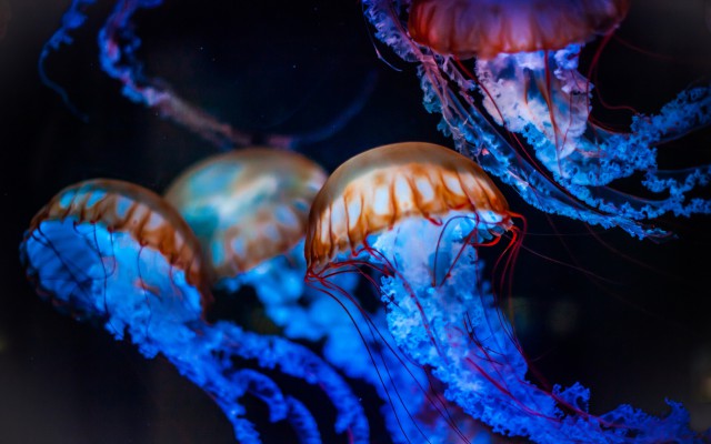 Медуза опасна, бессмысленна и беспощадна