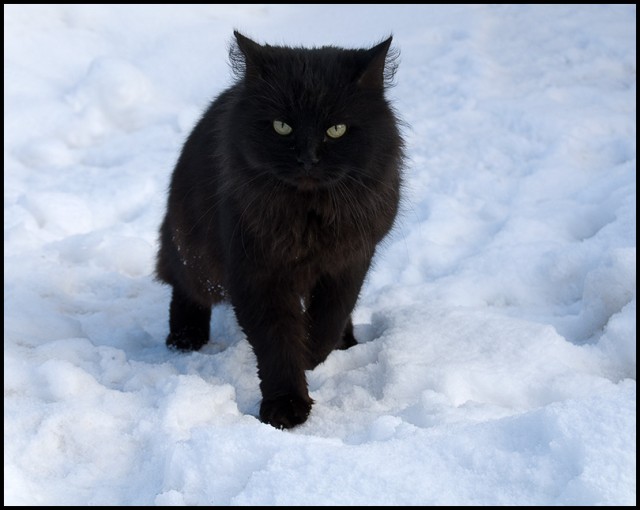 Котовторник на ЯПе (29.01)