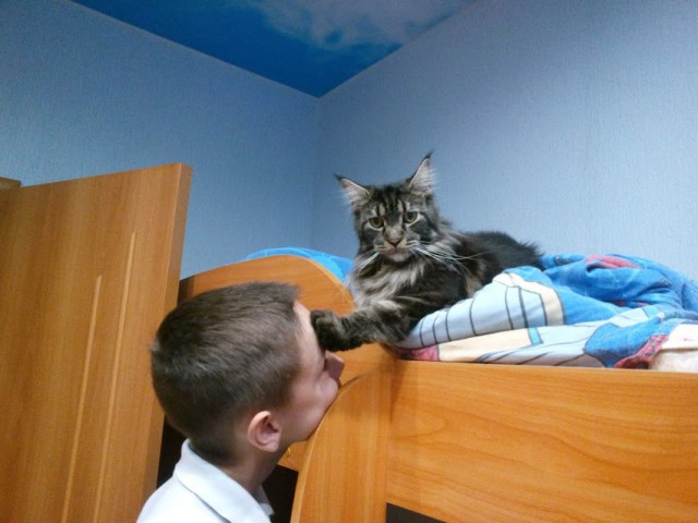 Мой мешающий кот