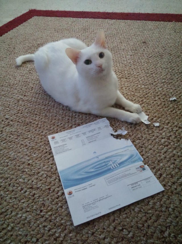 Коты из сети