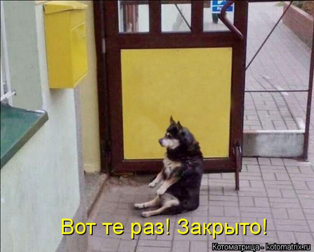 Конфузы с четвероногими и пернатыми