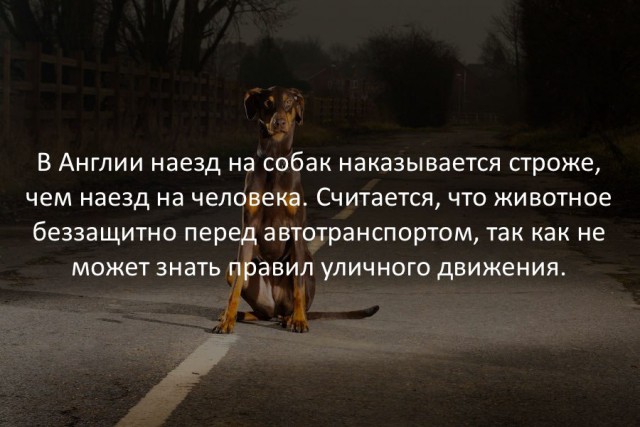 40 интересных фактов в картинках.