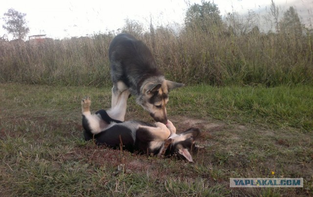 Прикольные щенки для собакочетверга