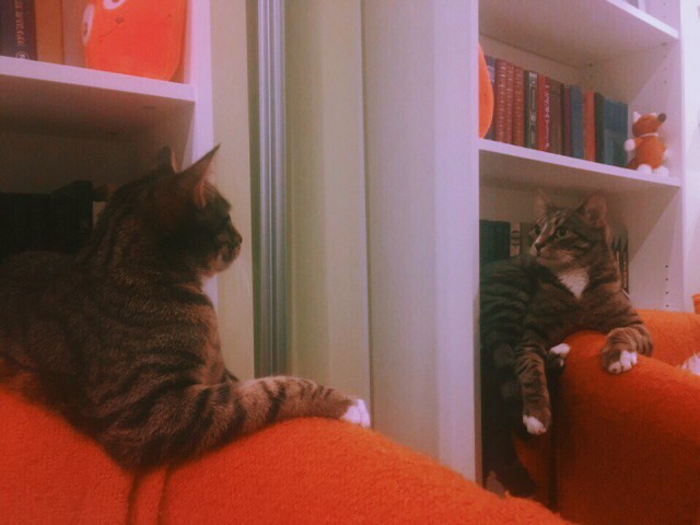 Коты и Кошки
