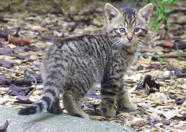 Европейский дикий кот