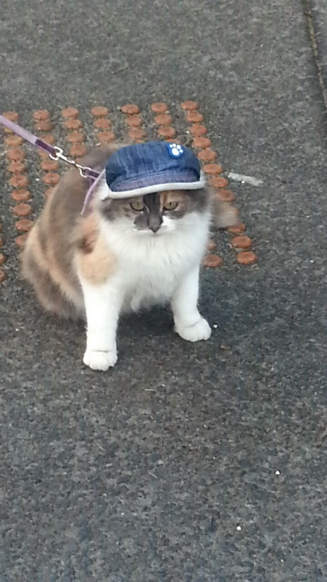 Коты и Кошки