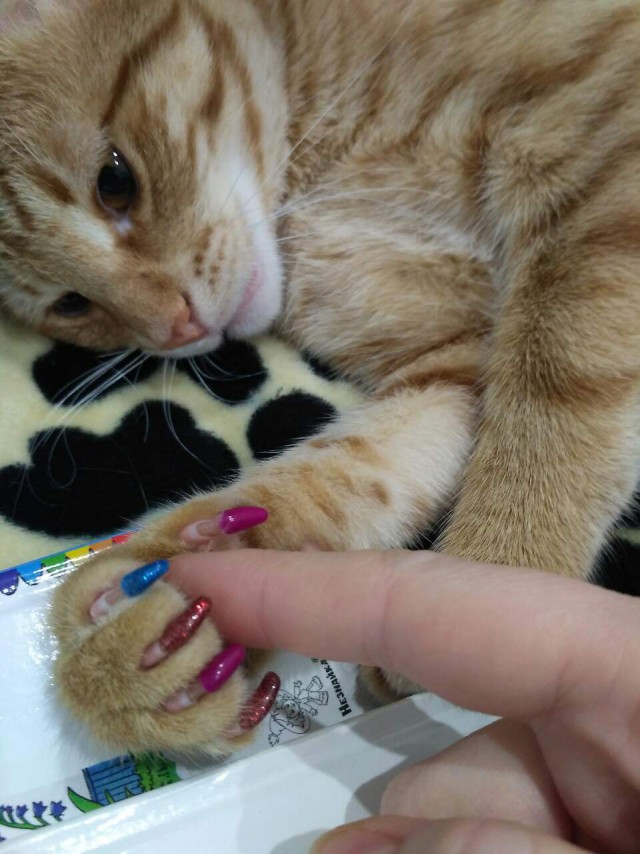 Выживший, который обрел дом...