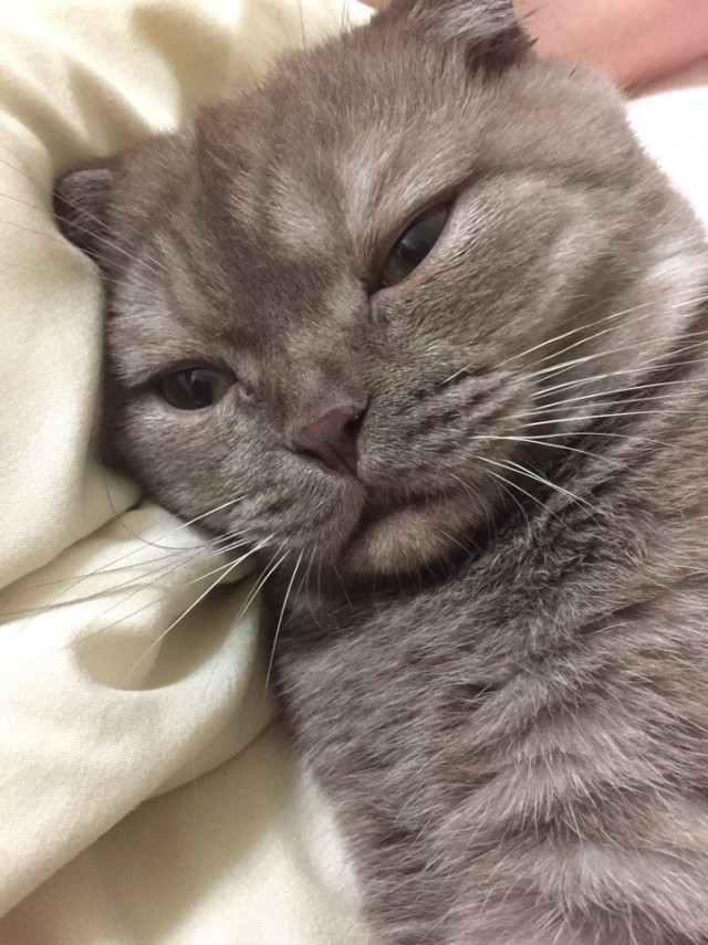 Коты и Кошки