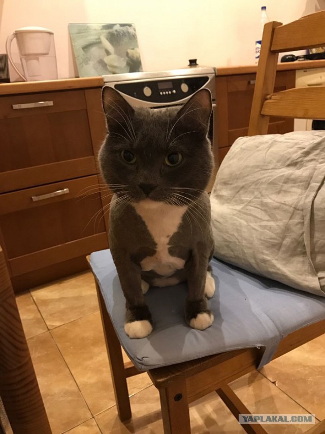 Котовторник  14.11.2017