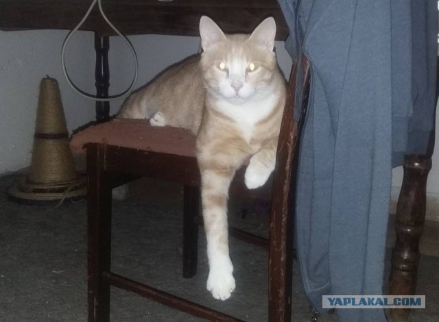 Котовторник