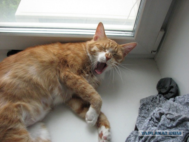 Котовторник!