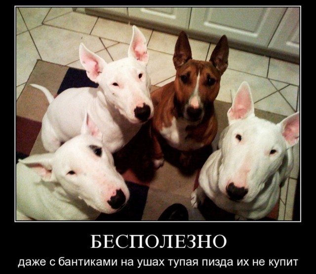 Девушку люблю, но предателем из-за нее становиться не хочу
