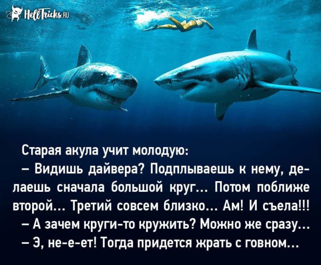 Скотсети и прочие интернеты 23.04.18