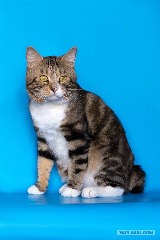 Котовторник