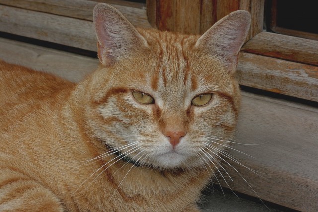 Котовторник на ЯПлакалъ (13.05.08)