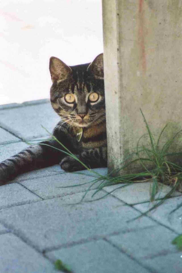 Котовторник на ЯПлакалъ (27.05.08), прикольные коты, добавляем свои!