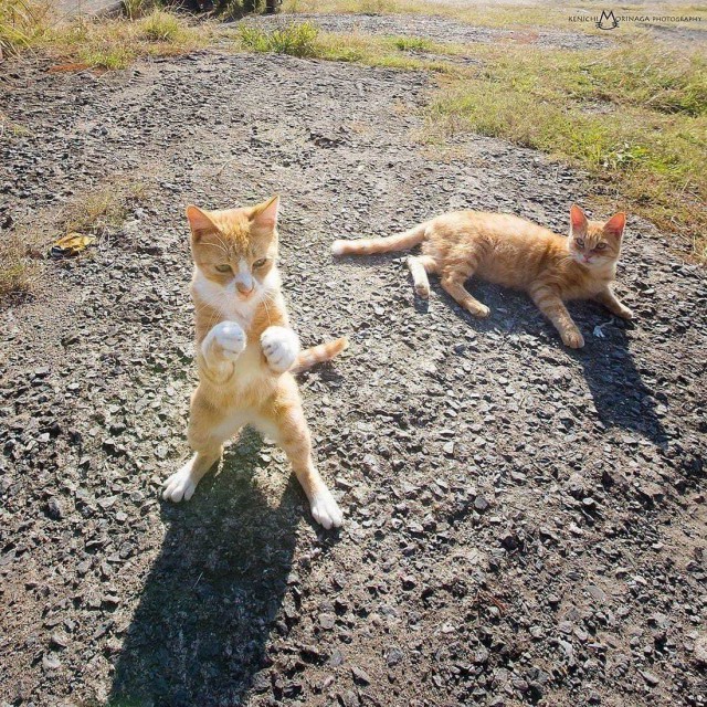 Прикольных котов пост