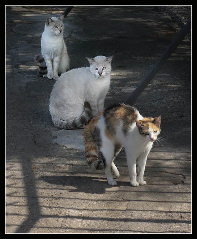 Котовторник?! Коты во вторник!