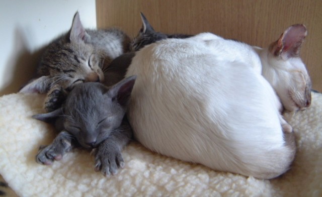 Котовторник (13.01)