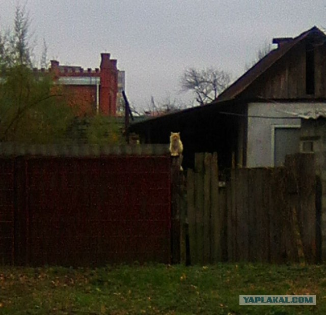 Командировка. В леса