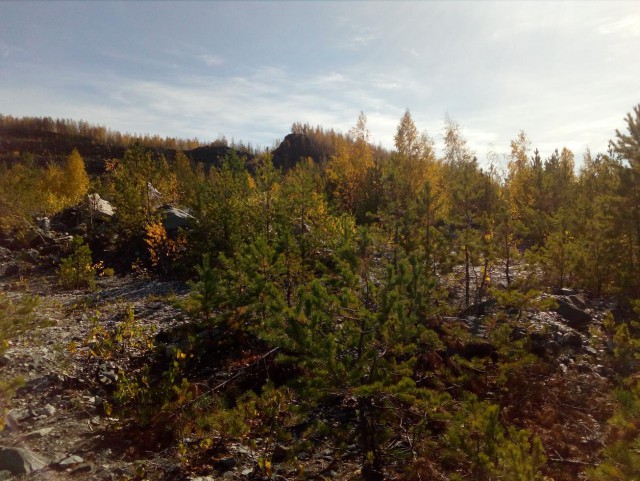 Осенняя тайга