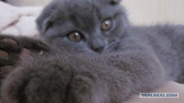 It's Catursday Fever! (Котовторник)