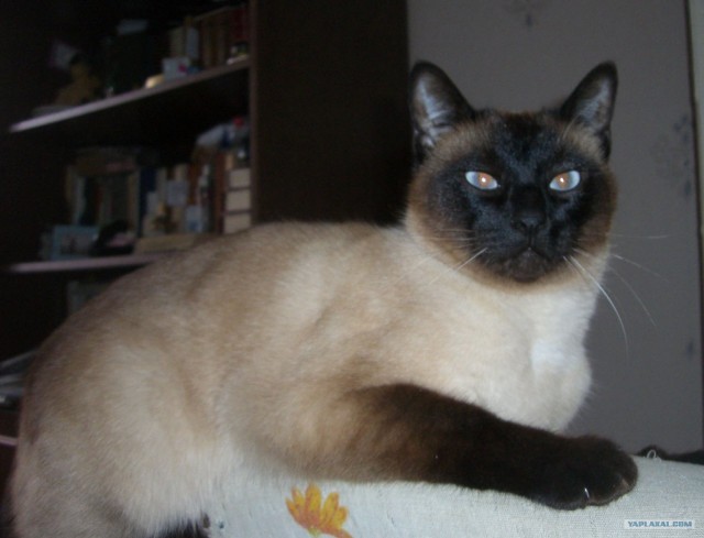 Котовторник уже сегодня!
