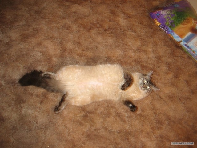 Первый котовторник июля