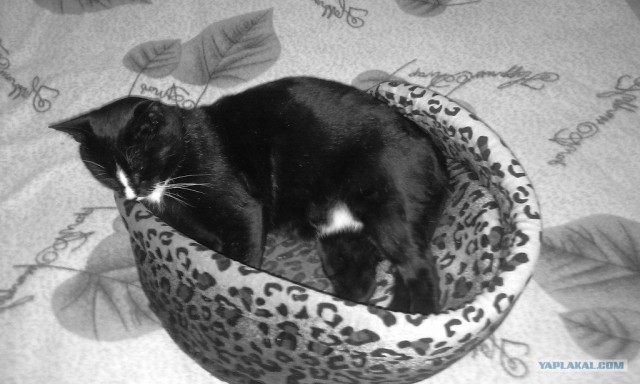 Котовторник 13.12.11 - магическе числа