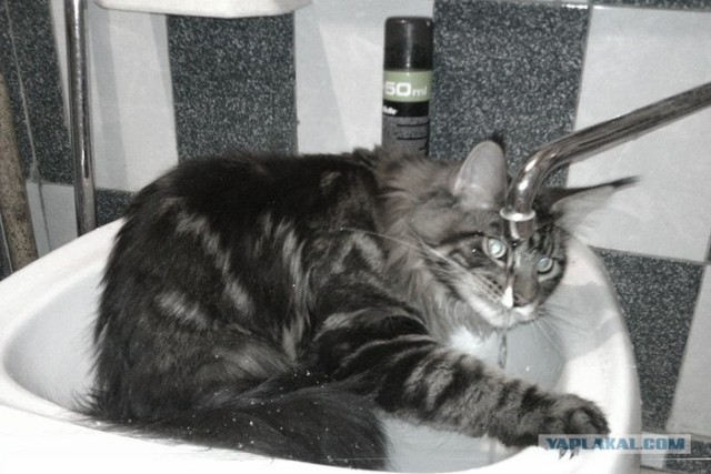 Котовторник! 13.03.2012