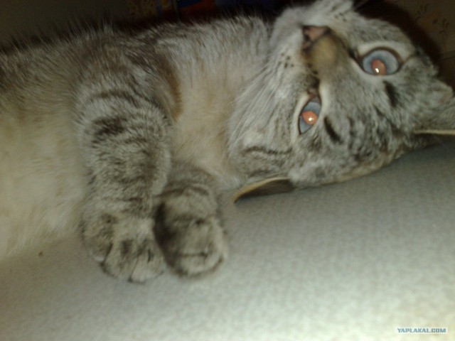 Котовторник 1 мая 2012