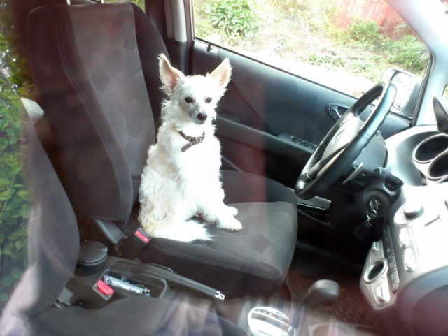 Собакочетверг