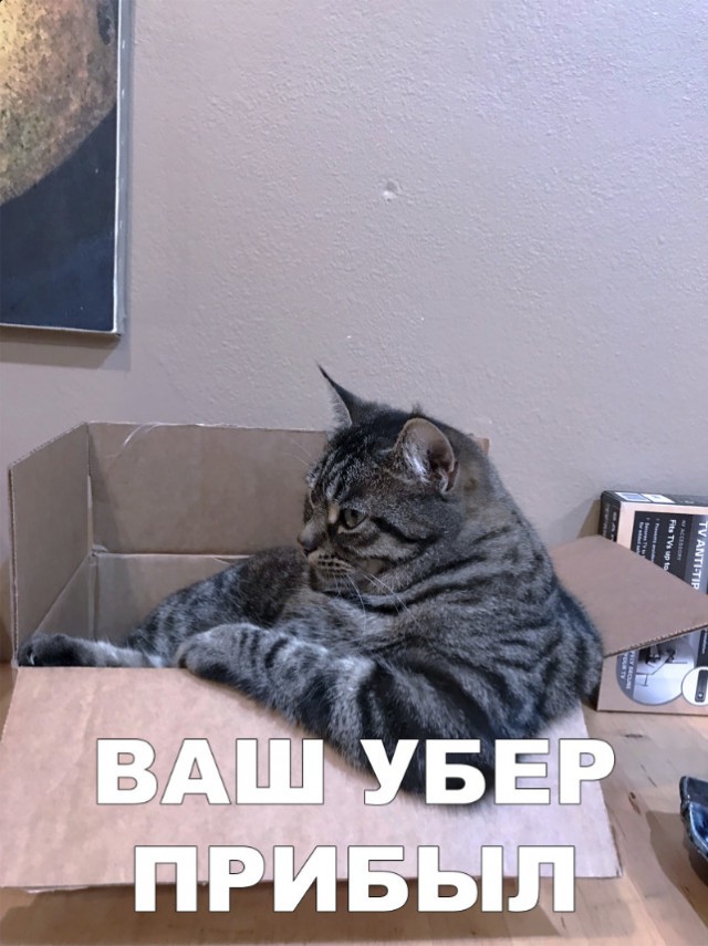 Забавные фото котеек