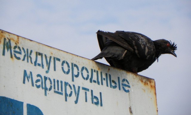 Подборка интересных и веселых картинок 03.04.19