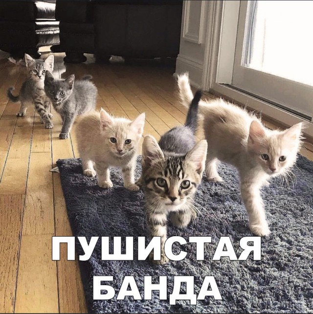 Забавные фото котеек