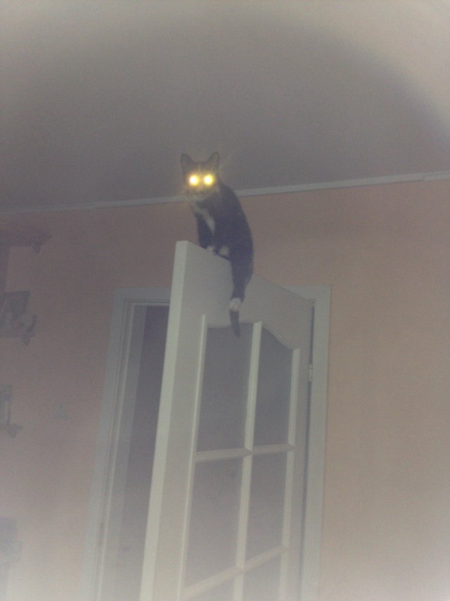 Кошиная жесть