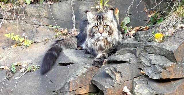 Забавные фото котеек
