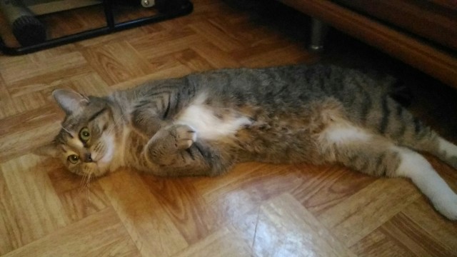 Забавные фото котеек