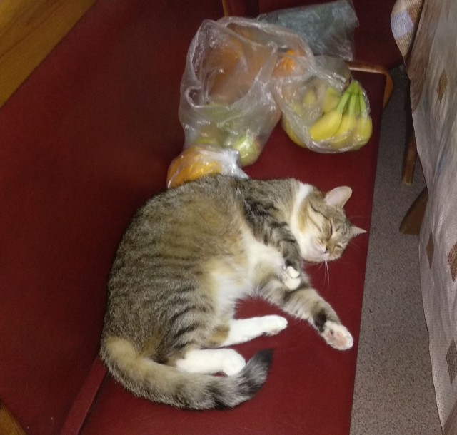 Давайте по котикам, которые с нами на самоизоляции