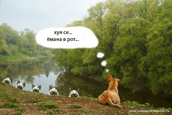 Фотожаба:Коты в засаде