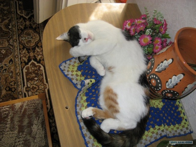 Отжабте моего кота