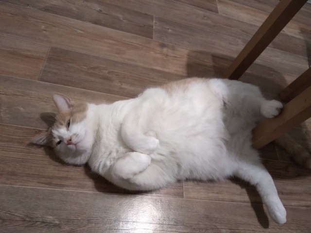 Котовторник 20.10.20