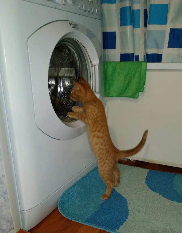Котовторник 17.11.20