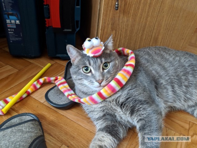 Котовторник 09.02.21. Свежие котики от Нарвского.