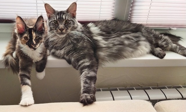 Котовторнику быть!