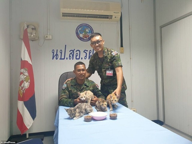 Тайские военные моряки спасли четырёх кошек с тонущего судна.