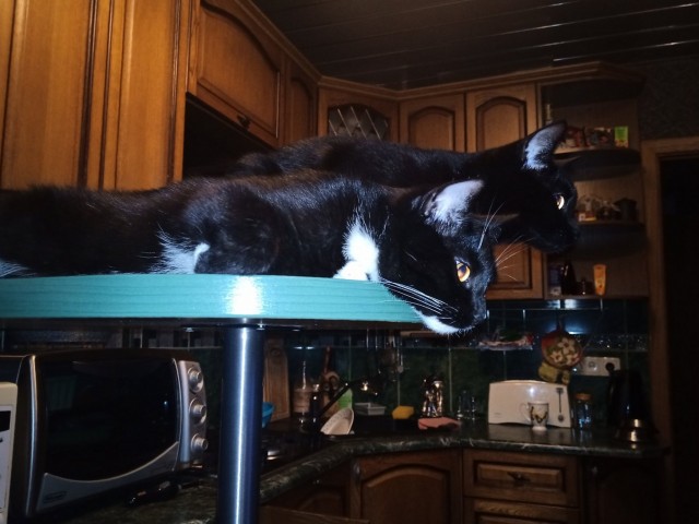 Котовторник же!