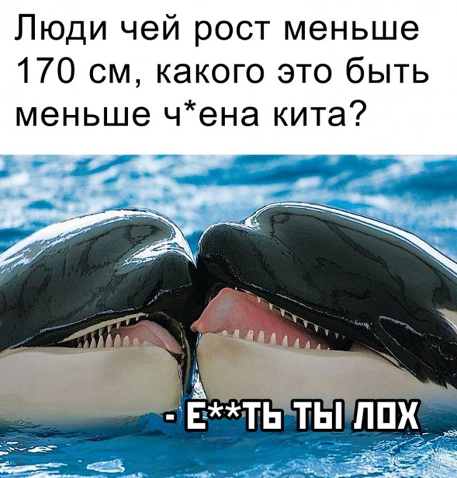 Весёлый полтишок 2.06.2021